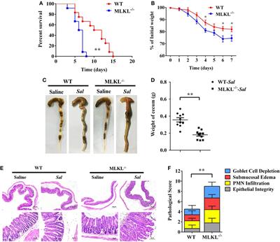 Non-Hematopoietic MLKL Protects Against Salmonella Mucosal Infection by Enhancing Inflammasome Activation